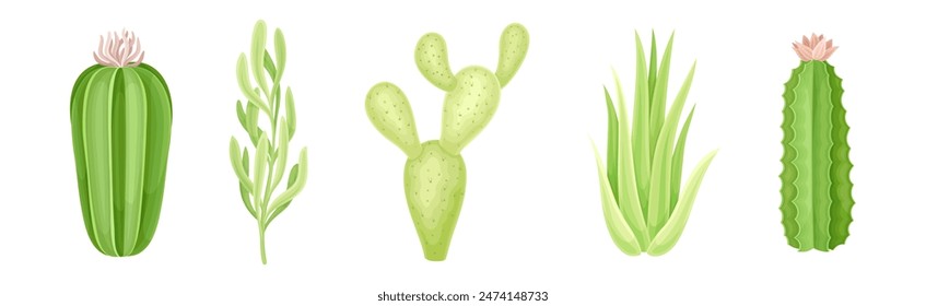 Succulent Desert Plant with Thick Fleshy Leaf Vector Set