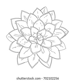 Succulent doodle vector illustration, Hand drawn tropical plant, isolated on the white background