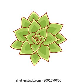 Succulent echeveria agavoides in cartoon style. Desert flower green rose. House plant for print and design. Vector illustration, isolated element on white bakcground