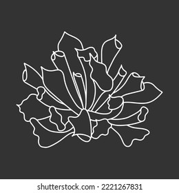 Succulent echeveria in doodle style, vector illustration. Desert flower hand drawn for print and design. Isolated white element on chalk board background. Home plant outline, side view