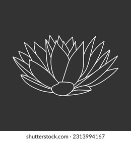 Succulent echeveria in doodle style, vector illustration. Desert flower hand drawn for print and design. Isolated white element on chalk board background. Home plant outline, side view