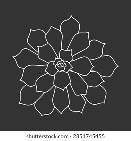Succulent echeveria in doodle style, vector illustration. Desert flower for print and design. Outline mexican plant, graphic isolated element on chalk board background. Housplant for decor interior