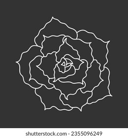Succulent echeveria in doodle style, vector illustration. Desert flower for print and design. Outline mexican plant, graphic isolated element on chalk board background. Housplant for decor interior