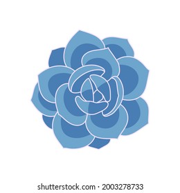 Succulent echeveria laui in cartoon style. Vector illustration plant hand drawn. Blue succulent isolated element on white background. Sketch desert flower for print and design