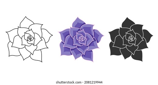 Succulent echeveria Lilacina vector set. Hand drawn desert flower illustration in flat and doodle style. Collection house plants for print and design. Isolated elements on white background