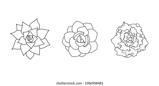 Suculenta everia set shaviana, agavodes, laui. Planta dibujada a mano en forma de doodle. Dibujo gráfico de la flor de casa. Ilustración vectorial, elemento aislado sobre fondo blanco. Para impresión y diseño