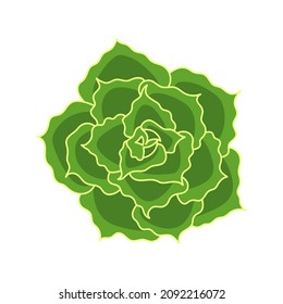 Succulent echeveria shaviana in cartoon style. Desert flower green rose. House plant for print and design. Vector illustration, isolated element on white bakcground