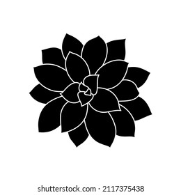Succulent echeveria in simple style, vector illustration. Desert flower for print and design. Silhouette mexican plant, graphic isolated element on white background. Houseplant for decor interior