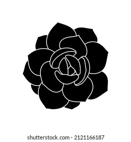 Succulent echeveria in simple style, vector illustration. Desert flower for print and design. Silhouette mexican plant, graphic isolated element on a white background. Houseplant for decor interior