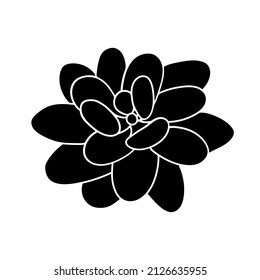 Succulent echeveria in simple style, vector illustration. Desert flower for print and design. Silhouette mexican plant, graphic isolated element on a white background. Houseplant for decor interior