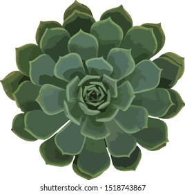 Succulent (Echeveria) with white background