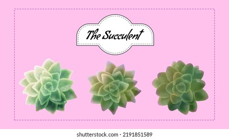 The succulent elements that can be used for many things, such as book planner, cover book, making cards and seamless pattern 