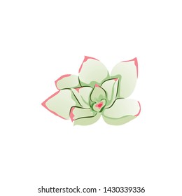 succulent flower and cactus variety