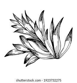 Suculenta flor. Plantas florales de cactus botánico. Elemento de ilustración aislado. Flor silvestre de dibujo manual vectorial para fondo, textura, patrón envolvente, marco o borde.