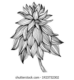 Succulent flower. Floral plants botanical cactus. Isolated illustration element. Vector hand drawing wildflower for background, texture, wrapper pattern, frame or border.
