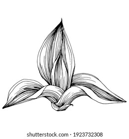 Succulent flower. Floral plants botanical cactus. Isolated illustration element. Vector hand drawing wildflower for background, texture, wrapper pattern, frame or border.