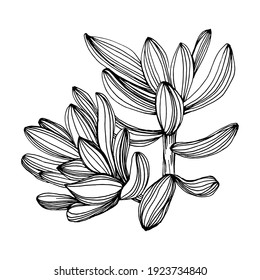 Succulent flower. Floral plants botanical cactus. Isolated illustration element. Vector hand drawing wildflower for background, texture, wrapper pattern, frame or border.