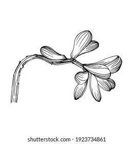 Succulent flower. Floral plants botanical cactus. Isolated illustration element. Vector hand drawing wildflower for background, texture, wrapper pattern, frame or border.