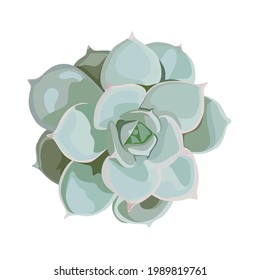 Succulent flower plant hand drawn beautiful flower. Cute nature botanical art elegant greenery illustration of design elements. 