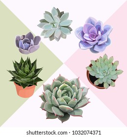 Succulent flower plant Vector clip art Lovely editable echeveria cactus composition Set of 6 illustrations