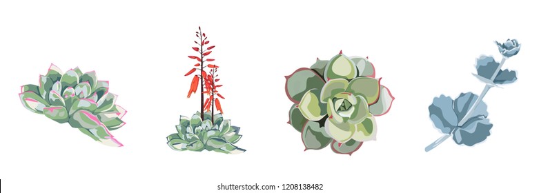 Succulent flower plant watercolor hand drawn beautiful collection, set. Vector cute nature botanical art elegant greenery illustration of design elements. 