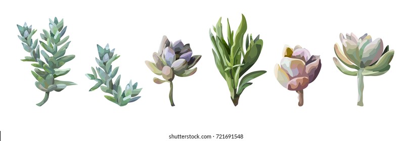 Succulent flower plant watercolor hand drawn beautiful collection, set. Vector cute nature botanical art elegant  greenery illustration of design elements. Lovely big various echeveria agave selection