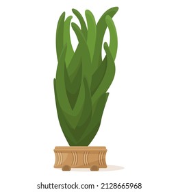 Succulent in a flower pot, a houseplant for home, office, greenhouse. Vertical curved petals with a sharp edge. Vector icon, color cartoon, complex flat, isolated