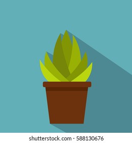 Succulent in flower pot icon. Flat illustration of succulent in flower pot vector icon for web isolated on baby blue background