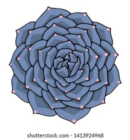 Succulent flower vector illustration. Doodle art top view. Blue and purple Echeveria plant on a white background isolated.