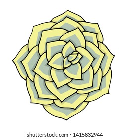 Succulent flower vector illustration. Doodle art top view. Blue and yellow Echeveria plant on a white background isolated.