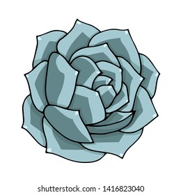 Succulent flower vector illustration. Doodle art top view. Blue and purple Echeveria plant on a white background isolated.