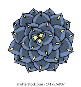 Succulent flower vector illustration. Doodle art top view. Blue and purple Echeveria plant on a white background isolated.