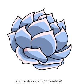 Succulent flower vector illustration. Doodle art top view. Blue and purple Echeveria plant on a white background isolated.