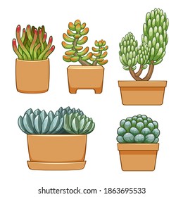 Succulent in flowerpot. Hand drawn set collection. vector illustration.
