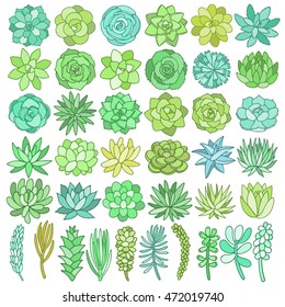 Succulent flowers collection, plant vector set