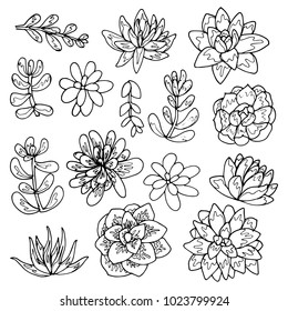 Succulent flowers line art drawing set.