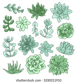 Succulent flowers set of drawings. Ideal for using in wedding invitation designs.