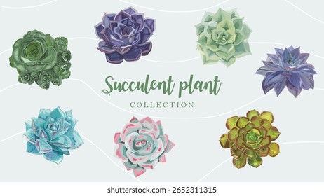 Succulent garden illustration with green shades