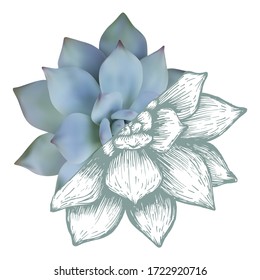 Suculento medio realista dibujado a mano, aislado en blanco, ilustración vectorial