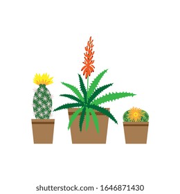 Succulent home plants vector illustration