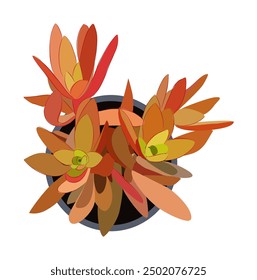 Succulent House plant top view. Potted flower colorful icon for landscape, architectural, interior design. Hand drawn Vector flat illustration isolated on white background.