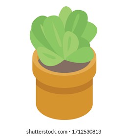 Succulent houseplant icon. Isometric of succulent houseplant vector icon for web design isolated on white background