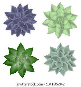 Succulent icons set. Realistic set of succulent vector icons for web design isolated on white background