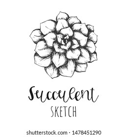 Succulent isolated hand drawn illustration, sketch succulent flower.