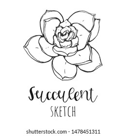 Succulent isolated hand drawn illustration, sketch succulent flower.