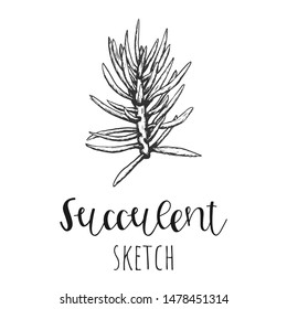 Succulent isolated hand drawn illustration, sketch succulent flower.