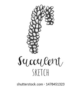 Succulent isolated hand drawn illustration, sketch succulent flower.