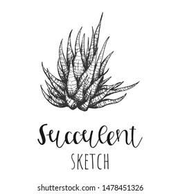 Succulent isolated hand drawn illustration, sketch succulent flower.