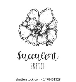 Succulent isolated hand drawn illustration, sketch succulent flower.