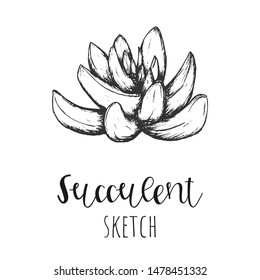 Succulent isolated hand drawn illustration, sketch succulent flower.